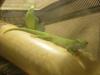 Phelsuma grandis /  Großer Madagaskar-Taggecko 2 Weibchen