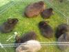 7 handzahme Widder /  Löwenkopf Babys suchen neues Zuhause