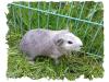 Wunderschöne,  gesunde Meerschweinchen Babys