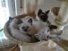 SELTENHEIT! RAGDOLL/ THAI-SIAM MIX Kätzchen