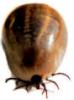 Kriebelmücken,  Gnitzen,  Zecken, Milben - natürliche Parasitenabwehr 