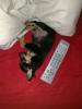 süßes chihuahua mädchen sucht kuschelliges zuhause