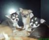 reizende chihuahua s