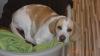 beagel bicolor