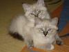 Sibirische/ Neva Masquarade Kitten