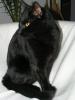 verspielter und verschmuster Kater 2 Jahre sucht ein neues liebevolles zuhause