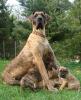 Deutsche Dogge,  Doggenwelpen gestromt und gelb aus VDH-Zucht