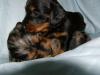 Zauberhafte Tiger Dackel Baby s am 19.04.2010 geboren !!!