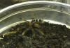 Psalmopoeus cambridgei 2-3 FH / /  Pterinochilus murinus rcf 1-2 FH / /  H. lividum 