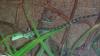 Basiliscus Plumifrons,  Stirnlappenbasilisk,  jung Männlich,  8 Monate alt
