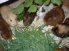 knuddelige Wuschelkneul mit einem riesen Herz zu verkaufen (meerschweinchen)