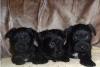 chihuahua yorkie mischlings welpen suchen ein neues zuhause