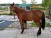 verkaufe Quarter Pony Stute