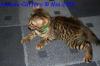 traumhafte Bengalkitten