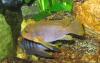 Malawi Iodotropheus sprengerae