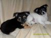 bezaubernde Chihuahuawelpen