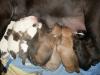American /  Olde English Bulldog Welpen