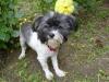 Reinrassige Mini Havanese Hündin  12.12 2009 gehboren   