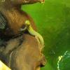 Goldstaubtaggecko (Phelsuma laticauda laticauda) abzugeben