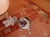 2J. Mops,  freiatmend abzugeben