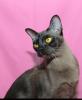 Burma Katze