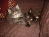 Maine Coons von Plaster Moutain Castle