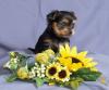 Yorkshire Terrier Welpen  Rüden VDH/ FCI