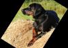 polnische Jagdhunde (Polski Gonczy)