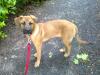 junge Hunde Dame sucht ein neues zuhause!!!!!!!!!!!!!!!!!!!!!!!!!!!!!!!!!!