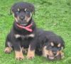 Rottweiler welpen