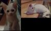 2 Katzen (Mischlinge) zu vergeben,  3 Monate alt