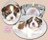 Drei Musketiere -Shih Tzu-