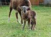 2 Soay-Bocklämmer und 1 weibl. Lamm abzugeben,  auch einzeln