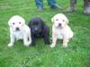 Labrador Welpen 