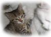 schnurrende Lieblinge (Angora-Babys)