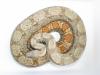 BOA-FARBFORMEN: HOG ISLAND,  SALMON,  TYPE II ANERY,  DH BLIZZARD,  usw.