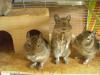 5 degumännchen 8 monate zahm mit zubehör