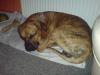 hallo ich bin rocky und suche ein zuhause