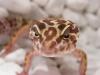 Kronengeckos,  Leopardgeckos,  Phelsumen abzugeben Top Tiere