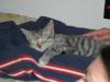 SCHÖNE hAUSKATZE SUCHT kATER ZUM dECKEN