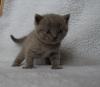 British Kurzhaar Kitten /  Rassekatzen /  