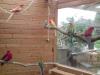 Verkaufe Prachtrosellas,  Pennantsittiche,  Nymphen,  Wellensittiche 