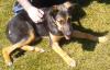 Dexter,  Schäferhundmix,  9 Monate