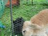 kleiner schwarzer hase