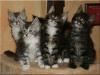 Süße Maine Coon Babys