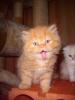 perser kitten