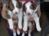 Australian Shepherd /  Border Collie Mix