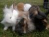 Süße Angora-Löwenkopf-Zwergkaninchen abzugeben,  7 Wochen alt
