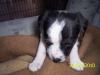 jack russel welpen (weiblich) zu verkaufen