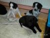 5 wunderschöne Labradormischlingswelpen